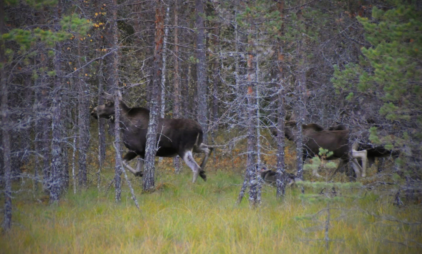 Kangasniemen Eräveikot ry