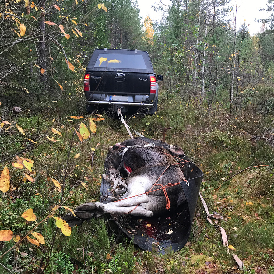 Hirven metsästyskausi käyntiin